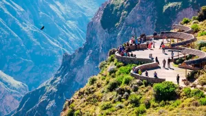 Andean condors soaring over the deep walls of Colca Canyon, with dramatic cliffs and morning light.